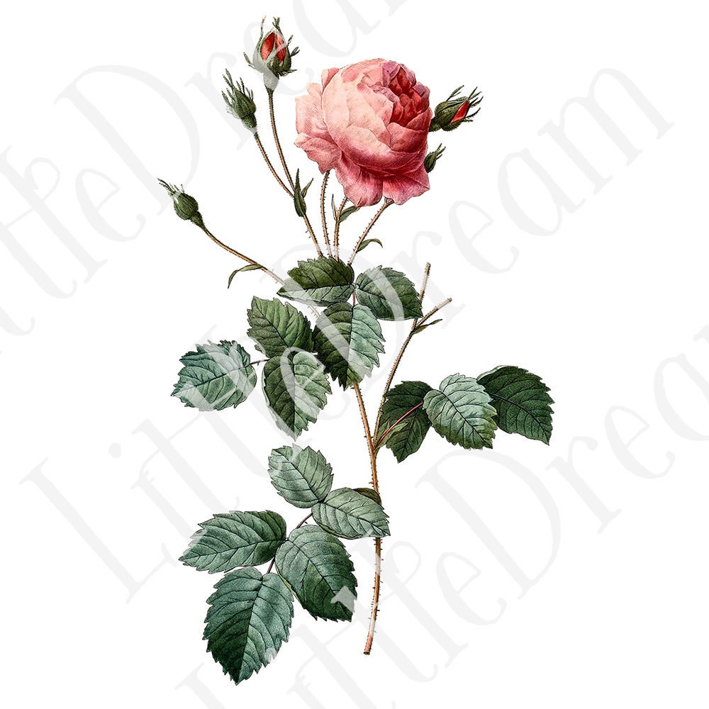 ピエール=ジョゼフ・ルドゥーテ Les Roses バラ図譜 16枚【png】