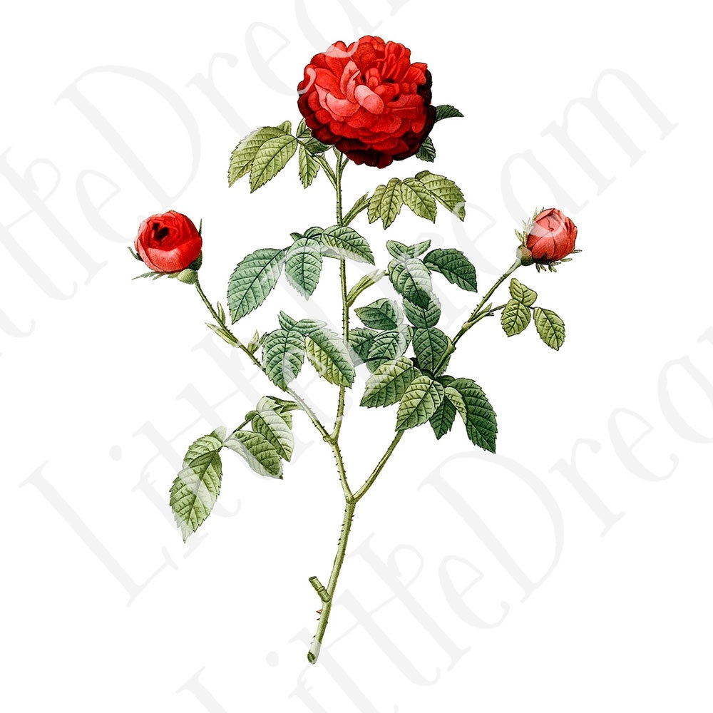 ピエール=ジョゼフ・ルドゥーテ Les Roses バラ図譜 16枚【png】