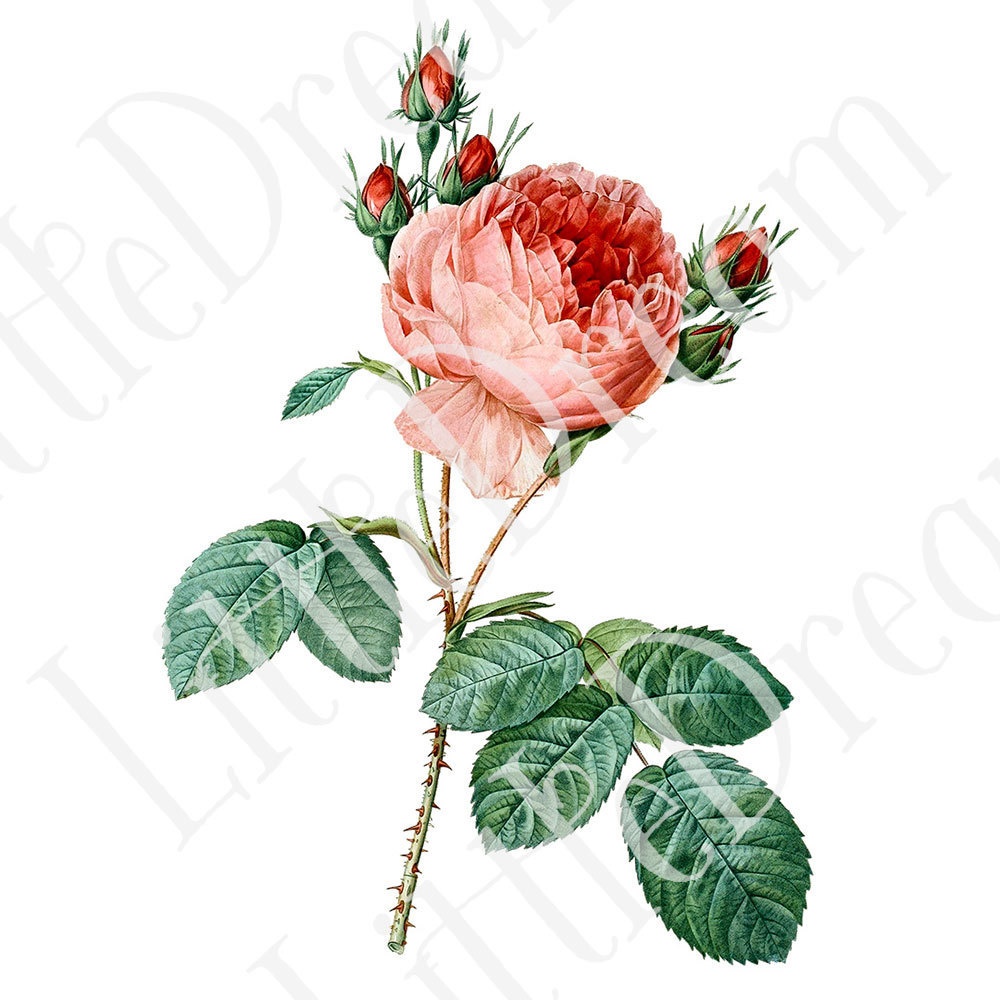 ピエール=ジョゼフ・ルドゥーテ Les Roses バラ図譜 16枚【png】