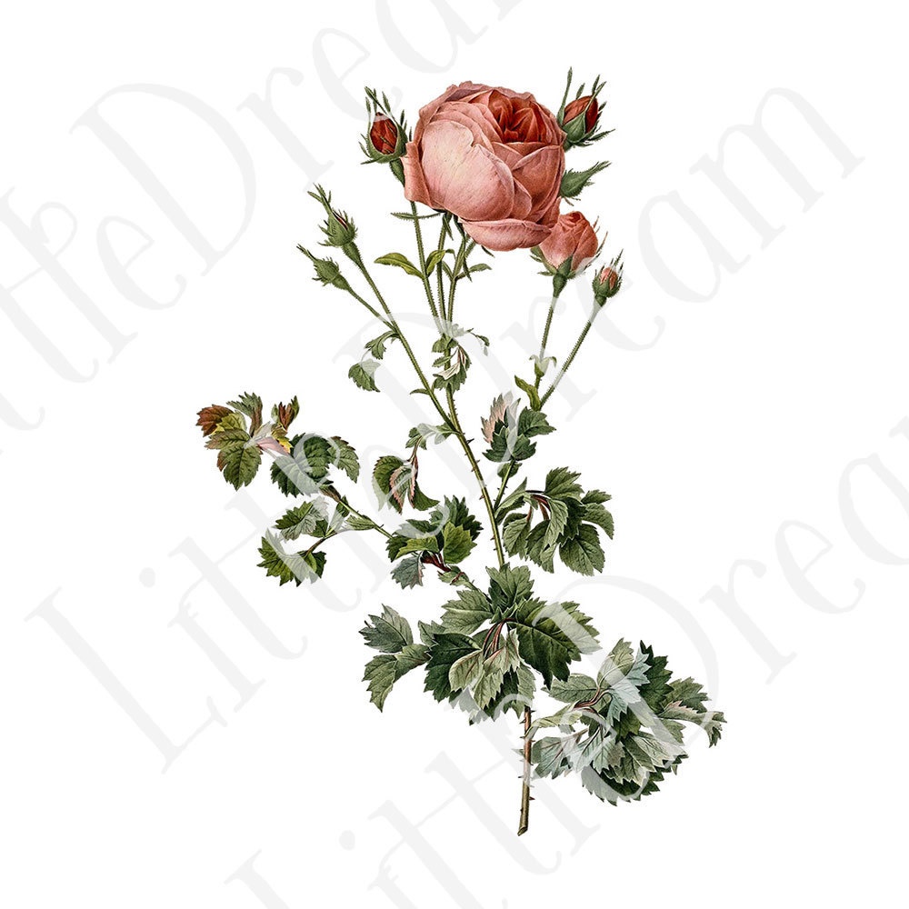 ピエール=ジョゼフ・ルドゥーテ Les Roses バラ図譜 16枚【png】