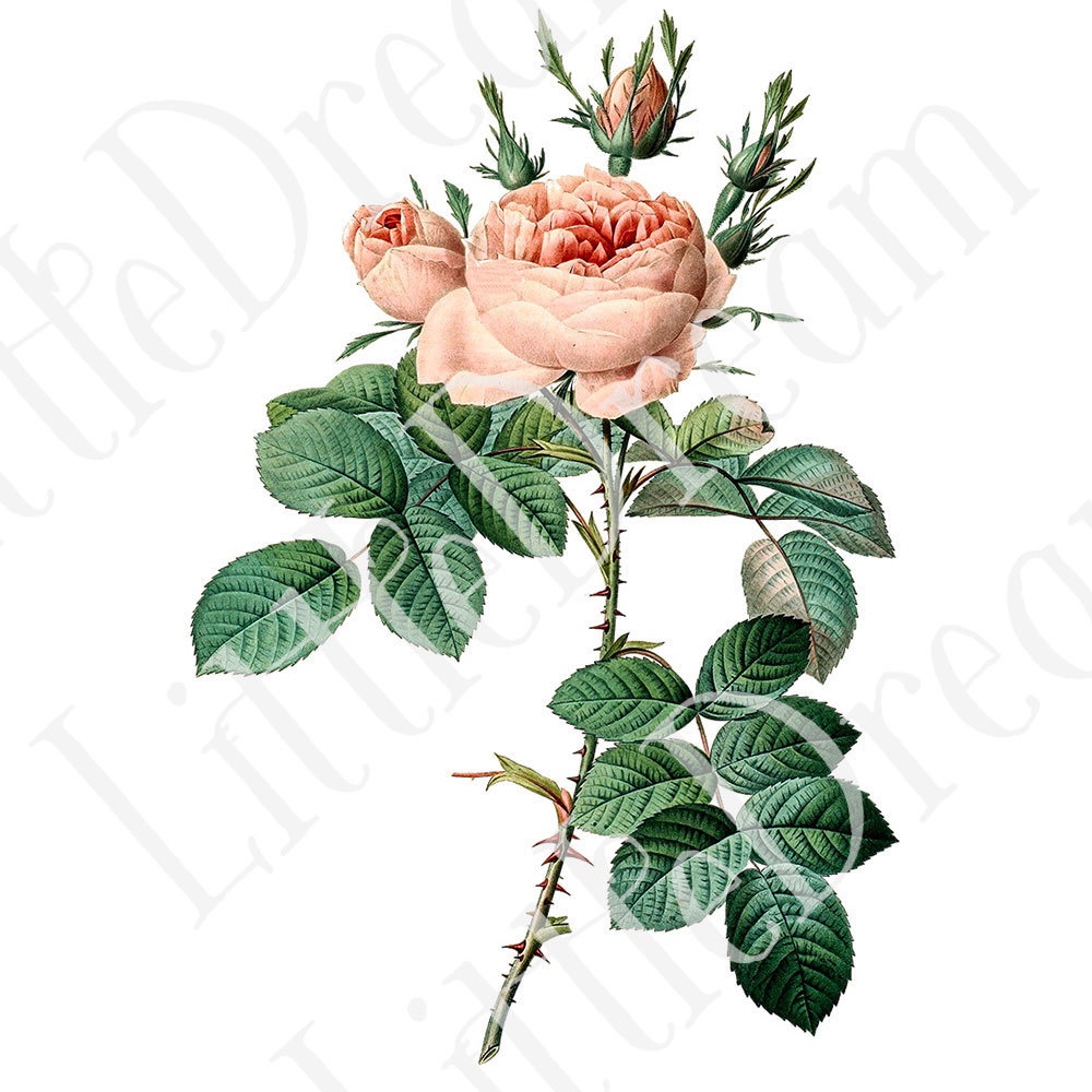 ピエール=ジョゼフ・ルドゥーテ Les Roses バラ図譜 16枚【png】