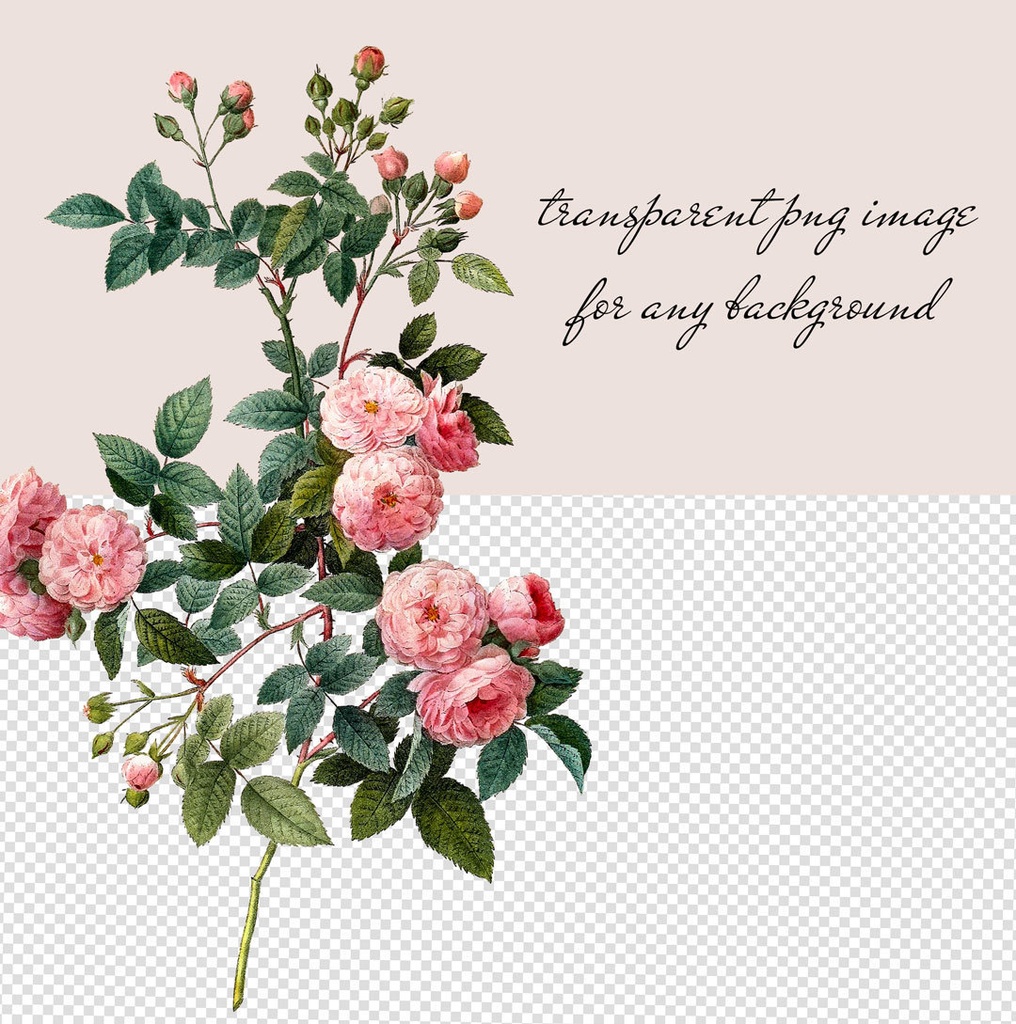 ピエール=ジョゼフ・ルドゥーテ Les Roses バラ図譜 16枚【png】