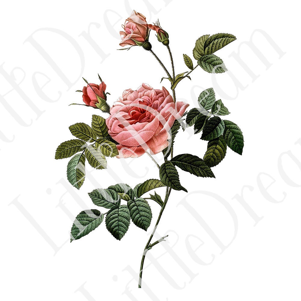 ピエール=ジョゼフ・ルドゥーテ Les Roses バラ図譜 16枚【png】