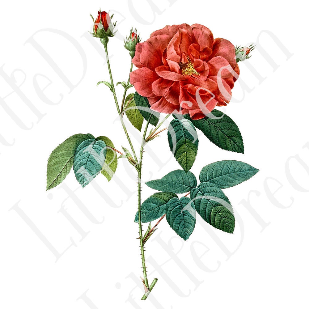 ピエール=ジョゼフ・ルドゥーテ Les Roses バラ図譜 16枚【png】