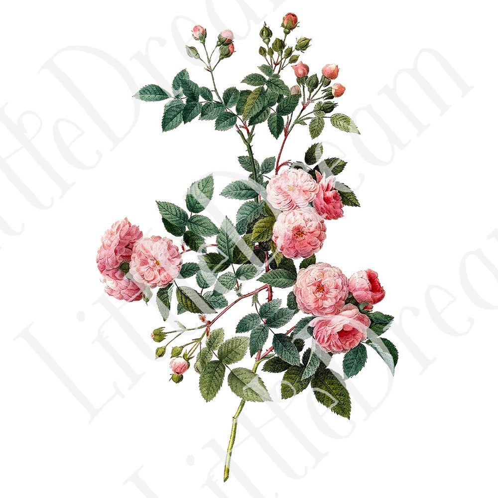 ピエール=ジョゼフ・ルドゥーテ Les Roses バラ図譜 16枚【png】