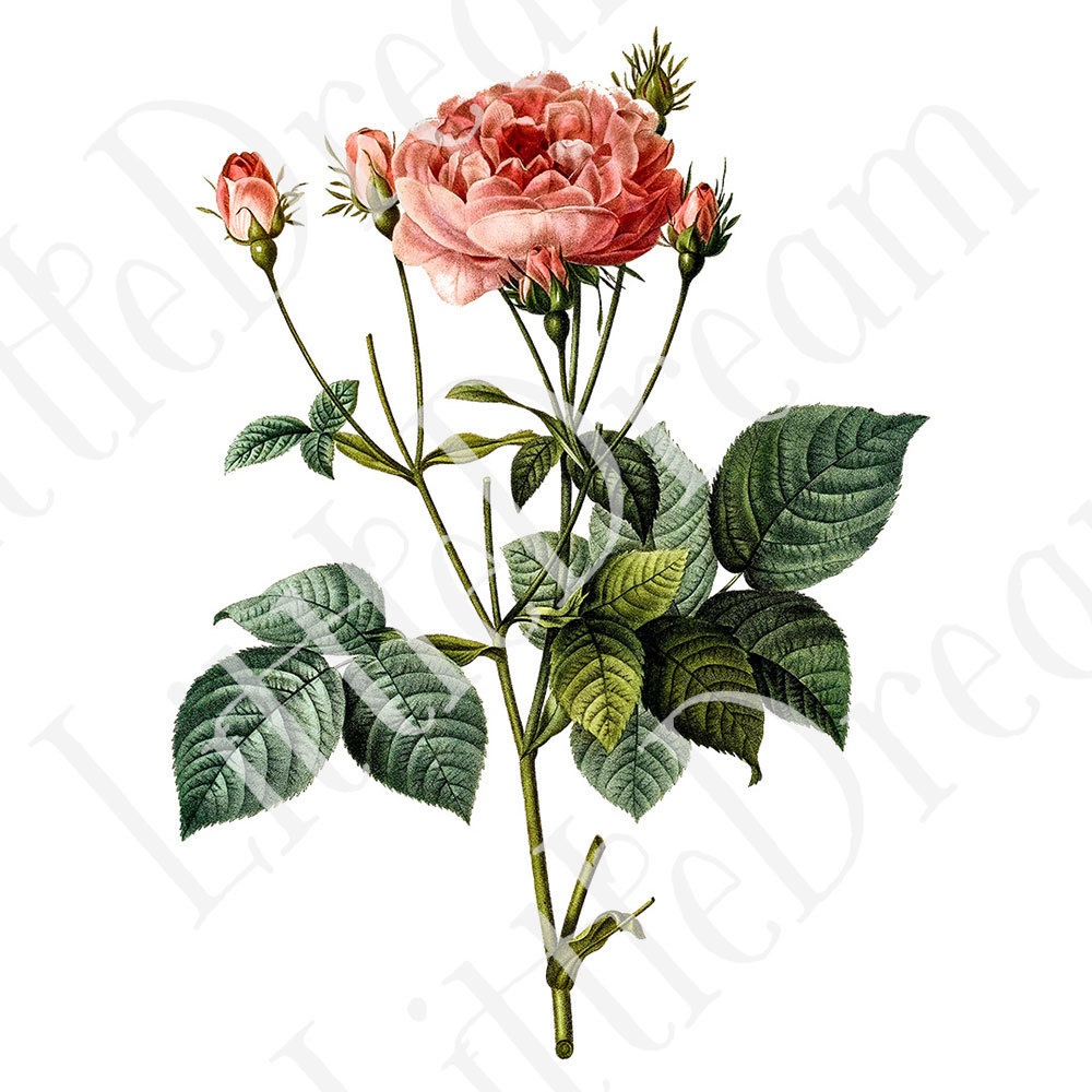 ピエール=ジョゼフ・ルドゥーテ Les Roses バラ図譜 16枚【png】