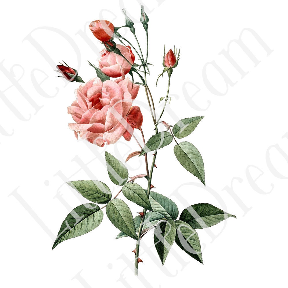 ピエール=ジョゼフ・ルドゥーテ Les Roses バラ図譜 16枚【png】