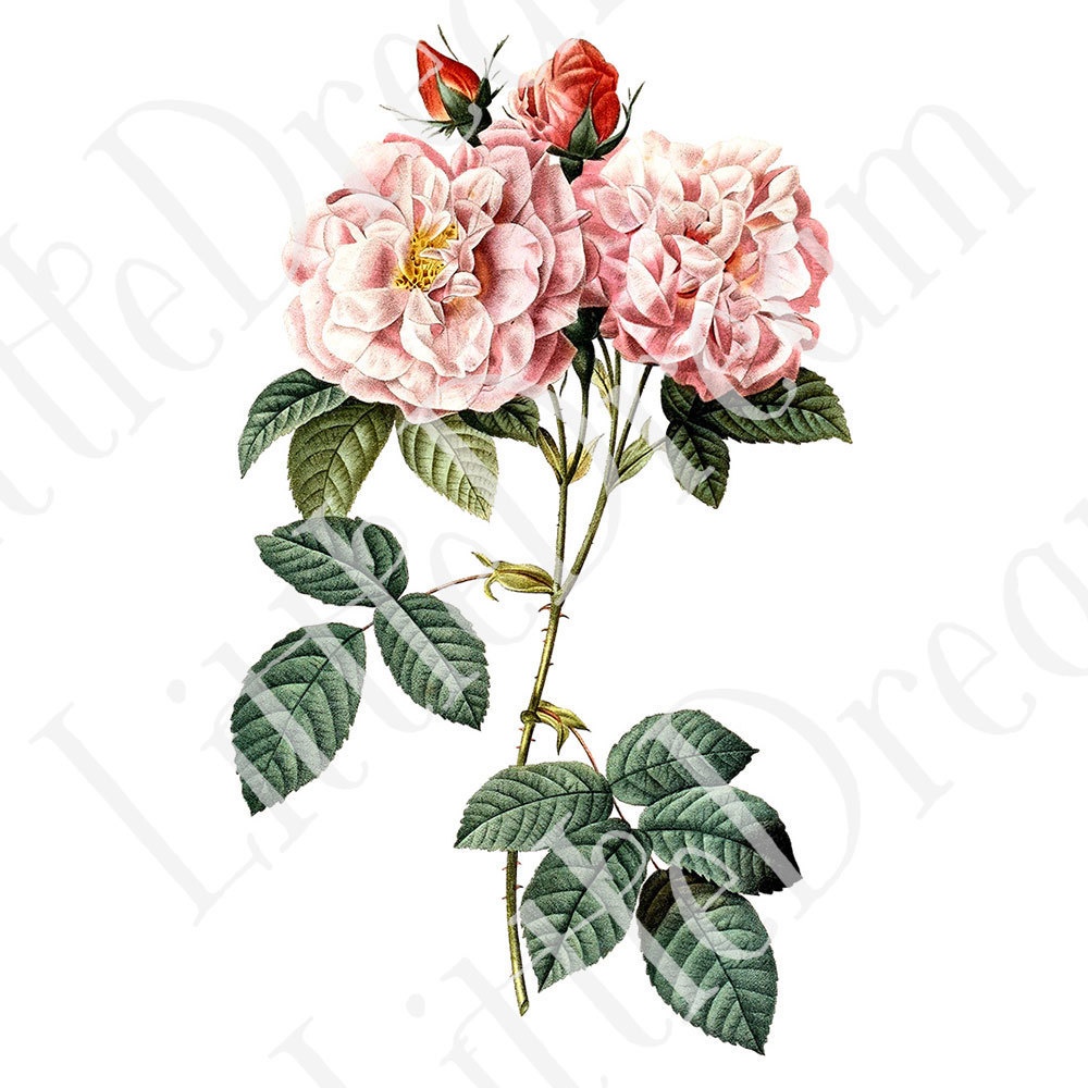 ピエール=ジョゼフ・ルドゥーテ Les Roses バラ図譜 16枚【png】