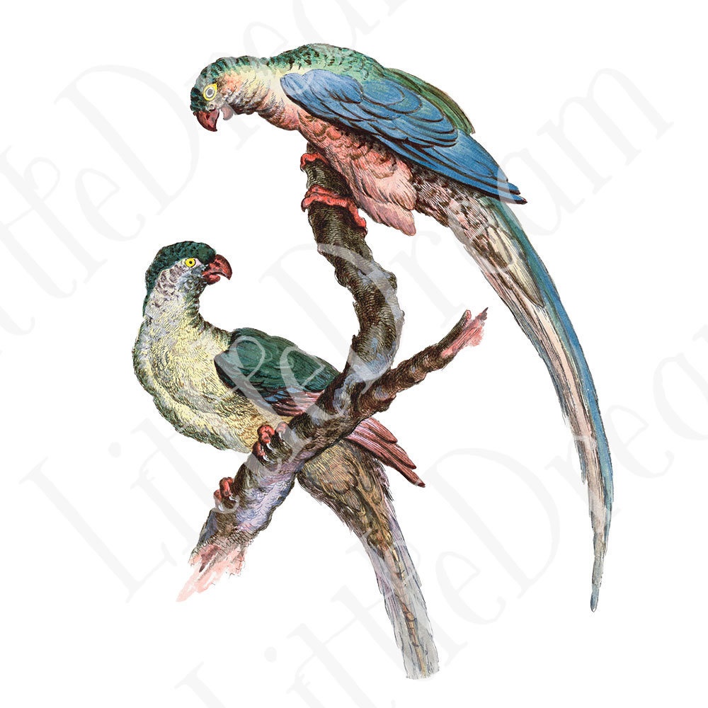 シノワズリの鳥 Chinoiserie bird 96枚【png】