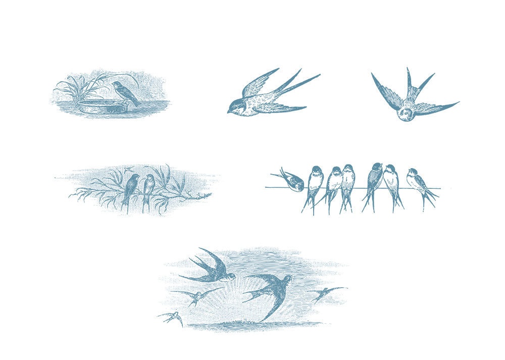 【ベクター】かわいい小鳥 Pretty Bird 12枚【png】