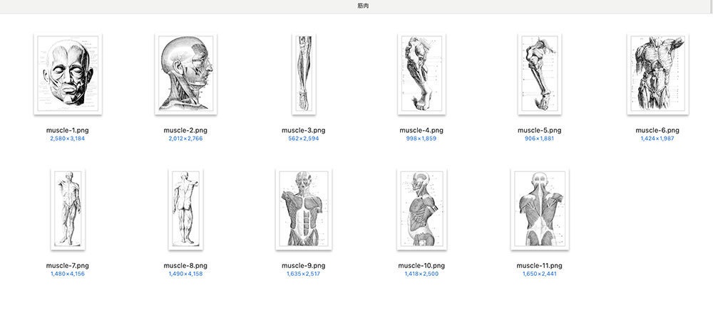 【Photoshopブラシ】VintageAnatomy ビンテージ解剖学 99枚【png,abr】