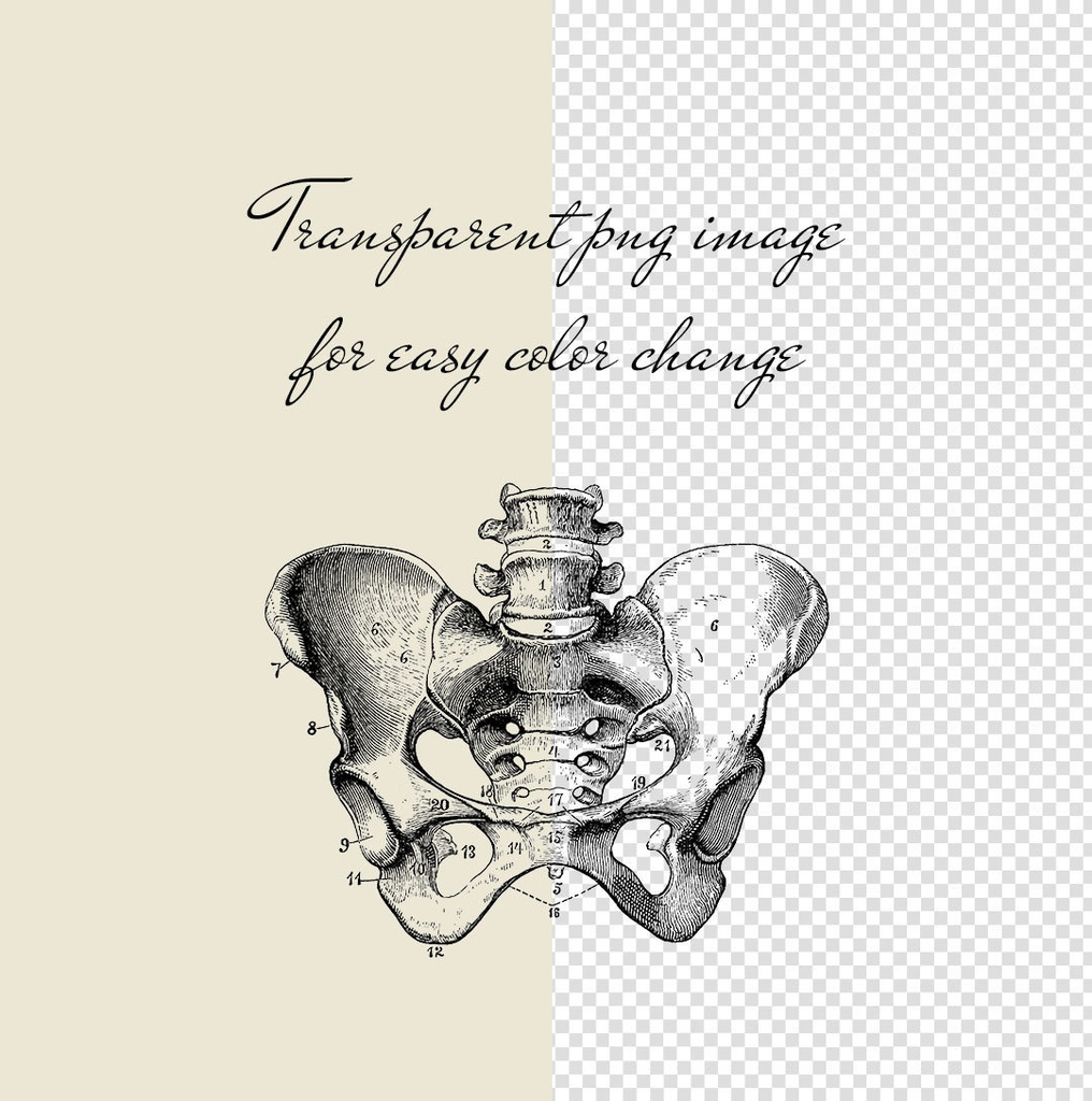 【Photoshopブラシ】VintageAnatomy ビンテージ解剖学 99枚【png,abr】