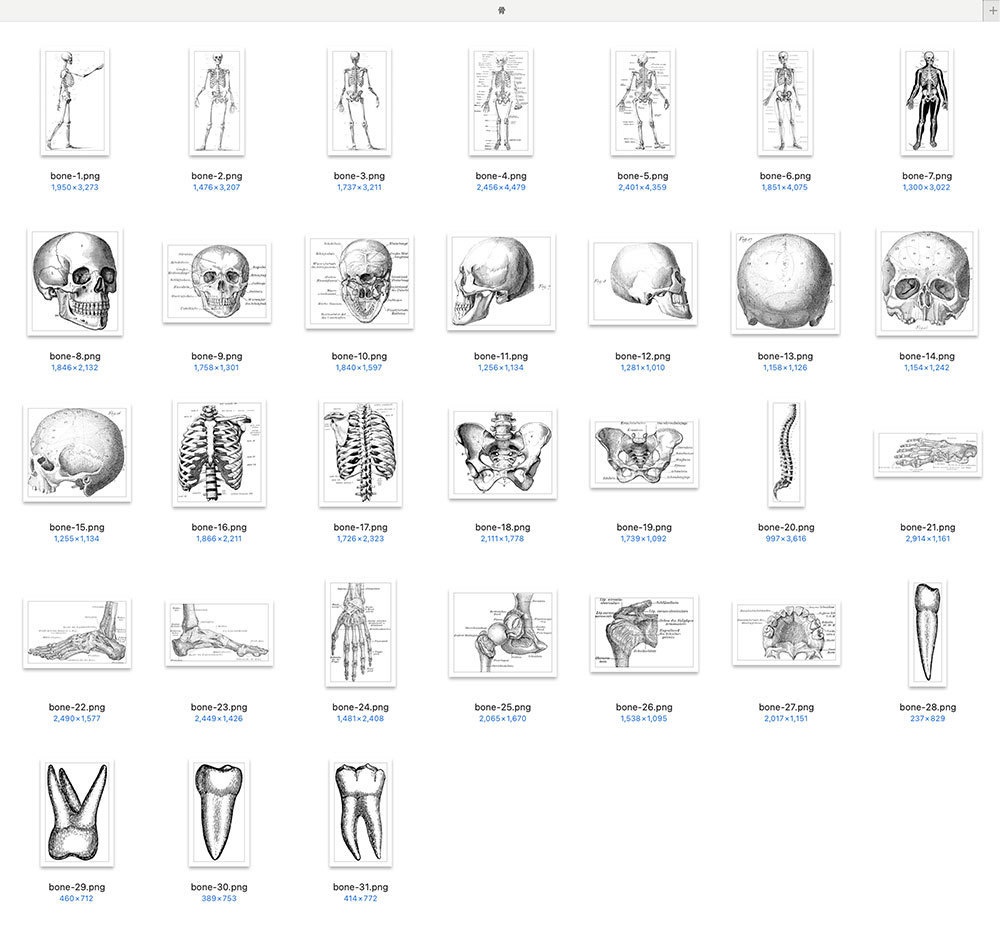 【Photoshopブラシ】VintageAnatomy ビンテージ解剖学 99枚【png,abr】