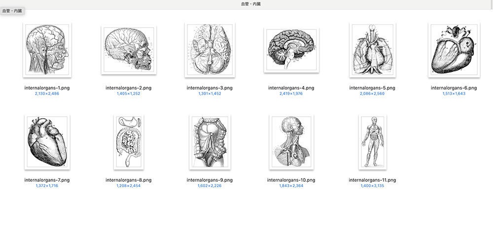 【Photoshopブラシ】VintageAnatomy ビンテージ解剖学 99枚【png,abr】