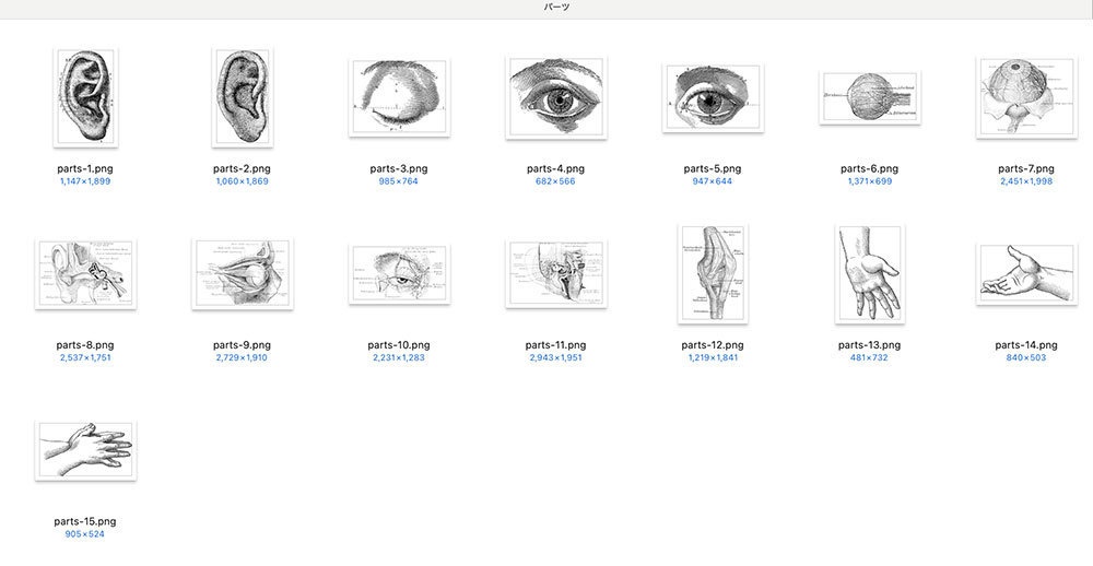 【Photoshopブラシ】VintageAnatomy ビンテージ解剖学 99枚【png,abr】