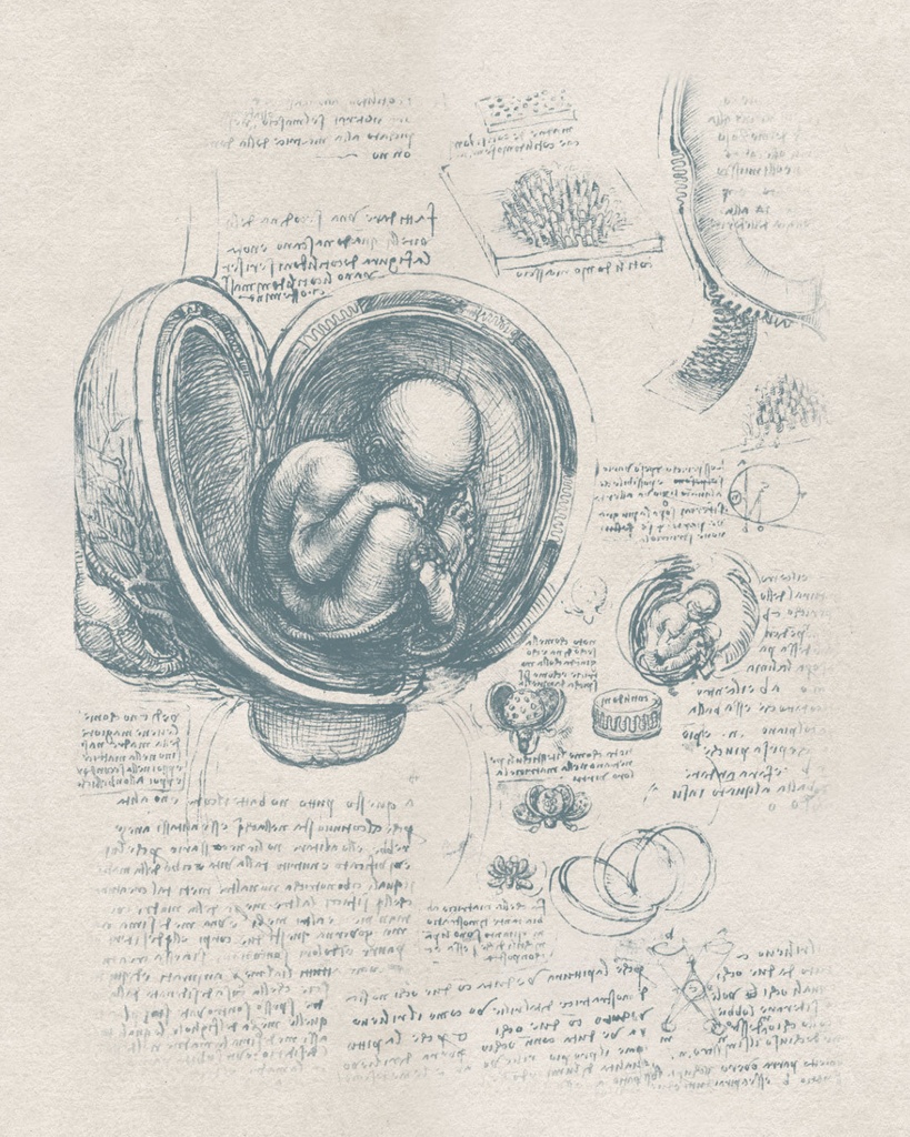 【Photoshopブラシ】Leonardo da Vinci 絵画とデッサン 32sheets【透過png】