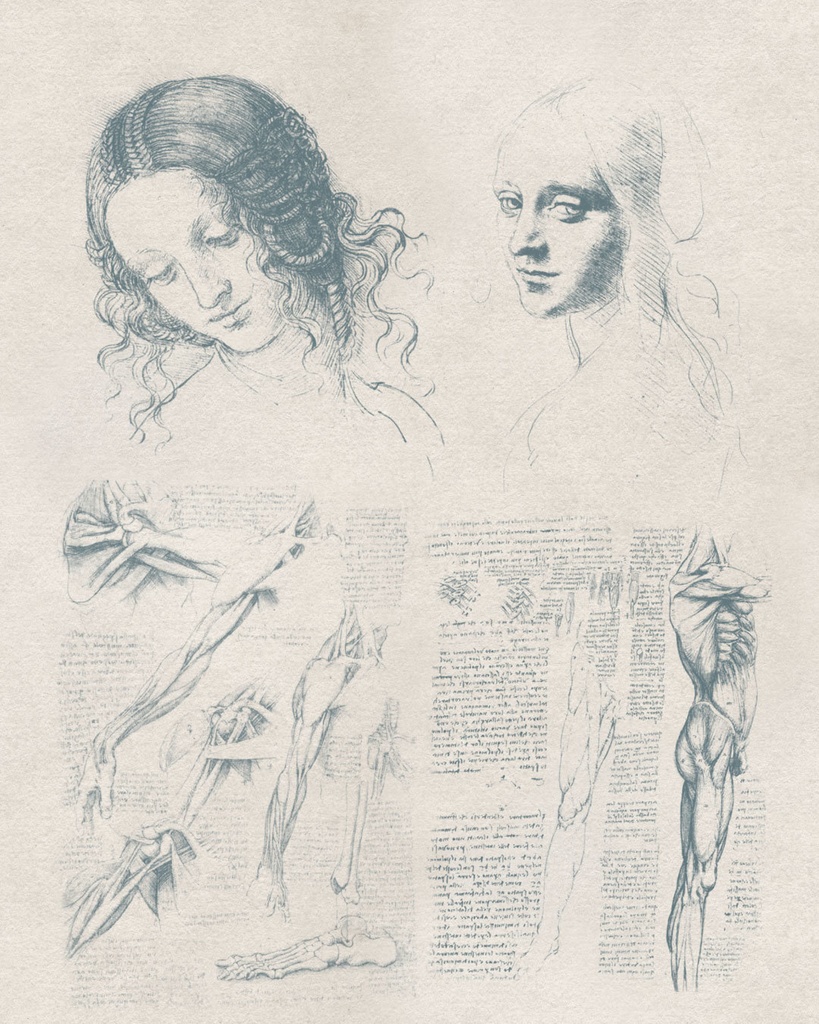 【Photoshopブラシ】Leonardo da Vinci 絵画とデッサン 32sheets【透過png】