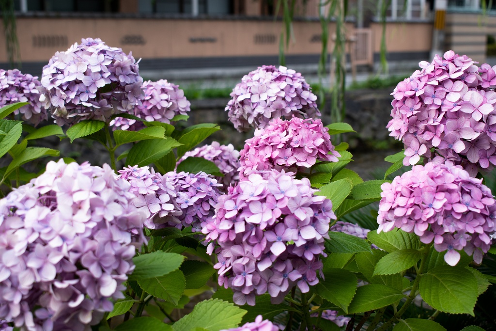 背景やテクスチャに使いやすい京都の夏の写真