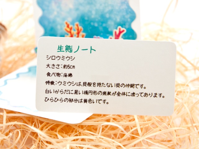 ウミウシ ミニポップアップカード