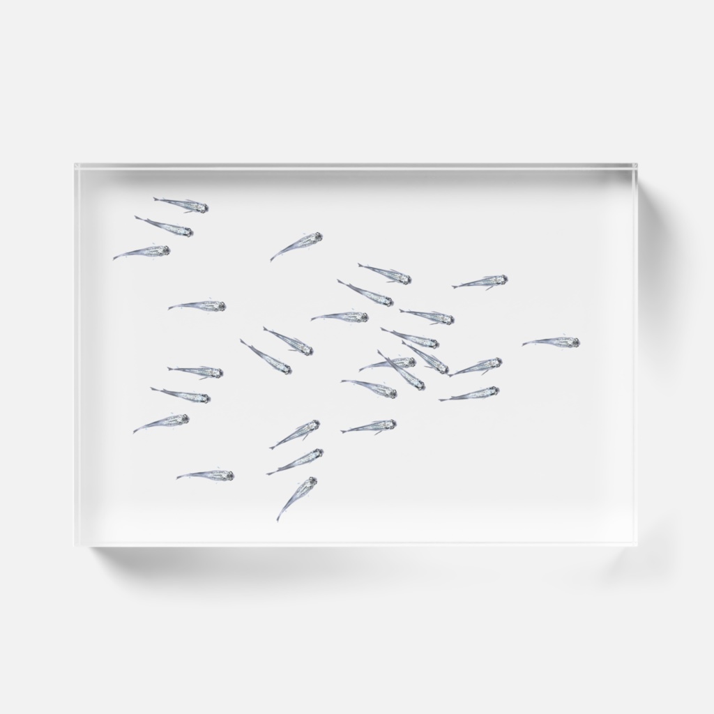 アクリルブロック【幹之メダカ】