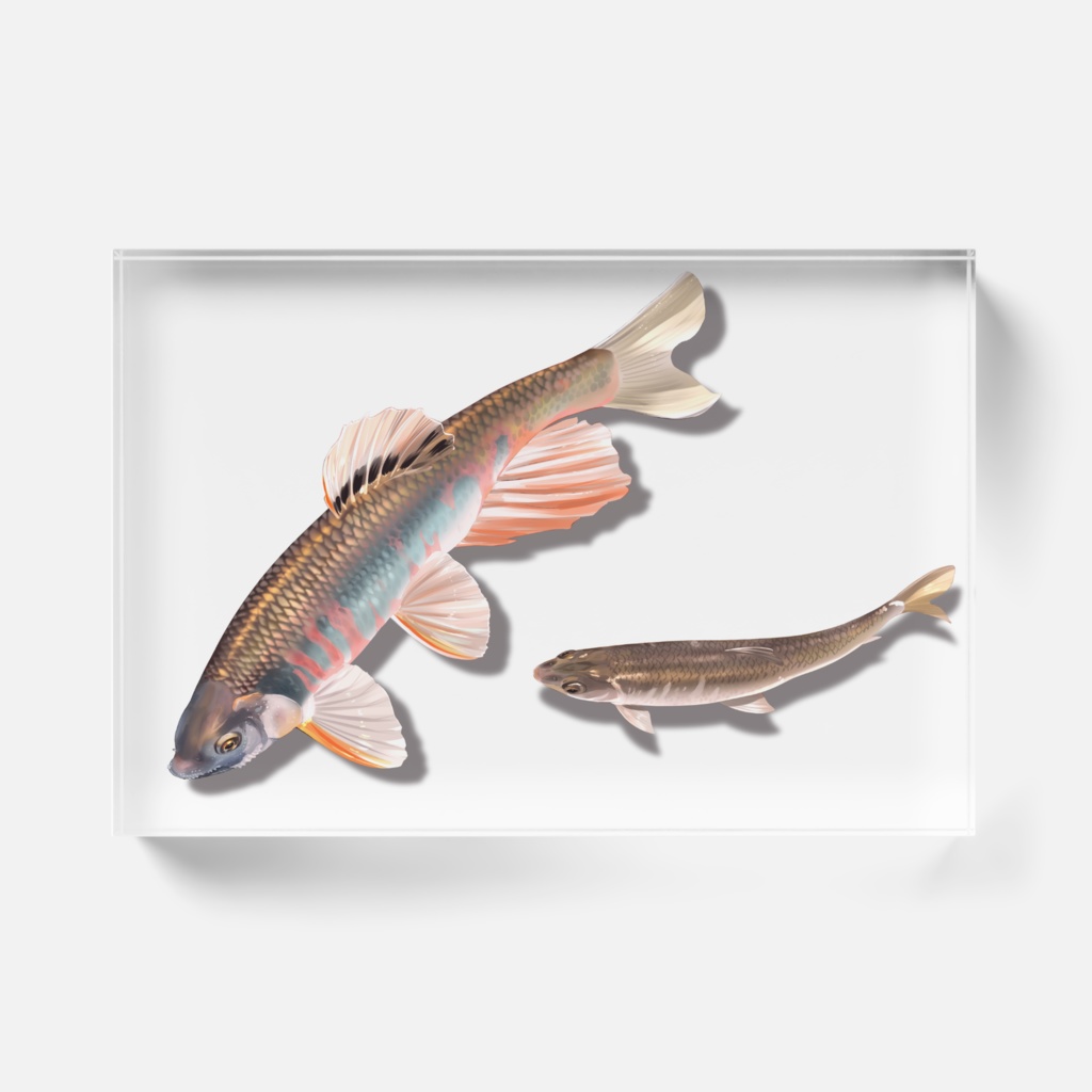 アクリルブロック【オイカワ】