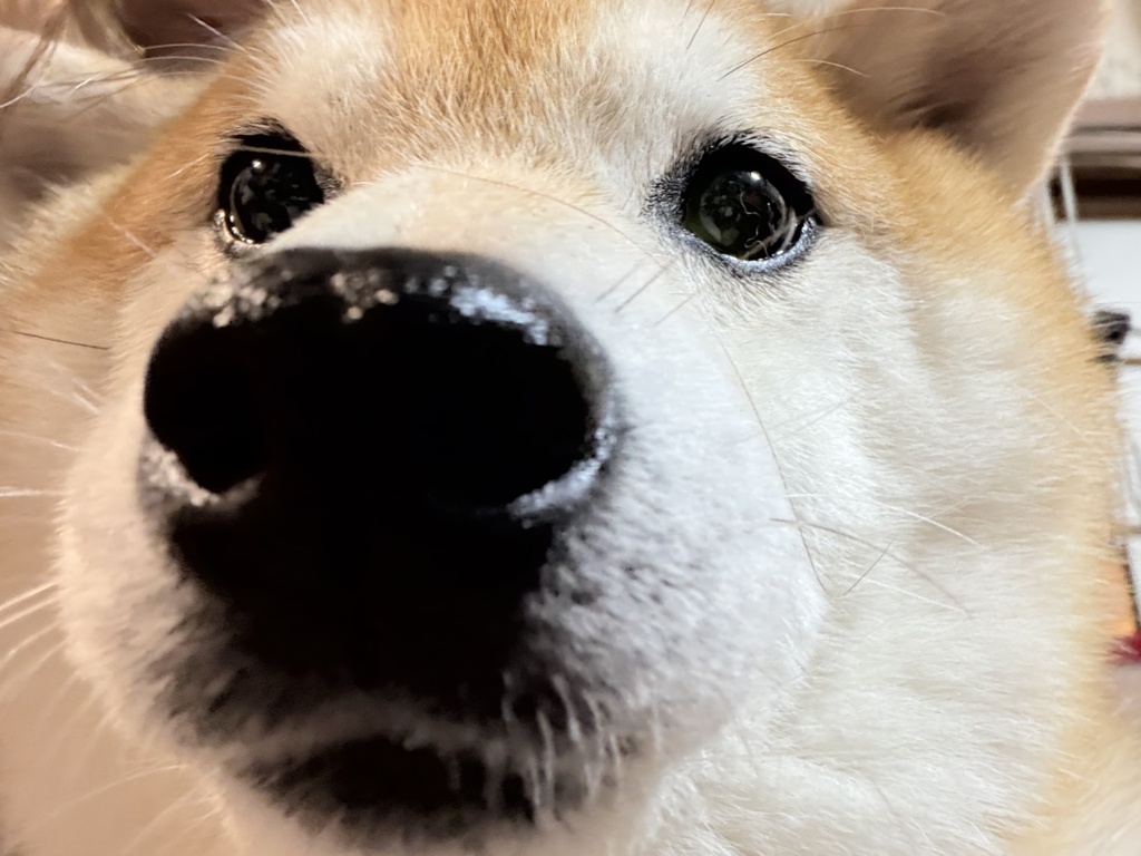 【汎用】White Yuta Material🐕 ͗ ͗