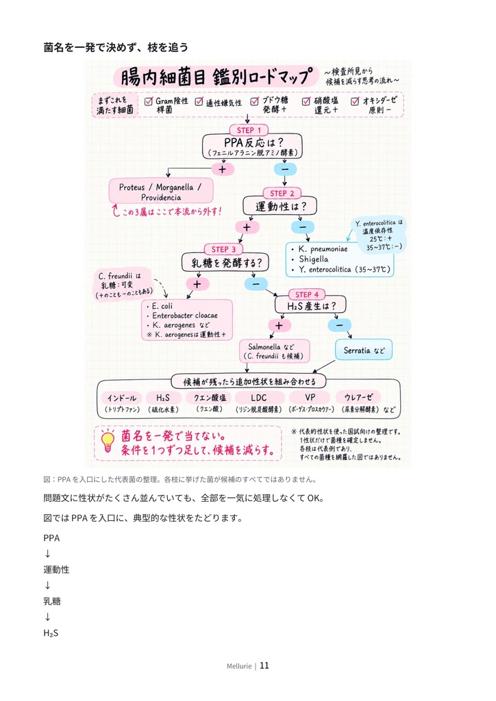 菌名を丸暗記しない|細菌攻略BOOK【臨床検査技師 国家試験対策】