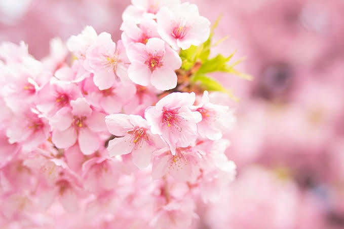 2026年お花見セット