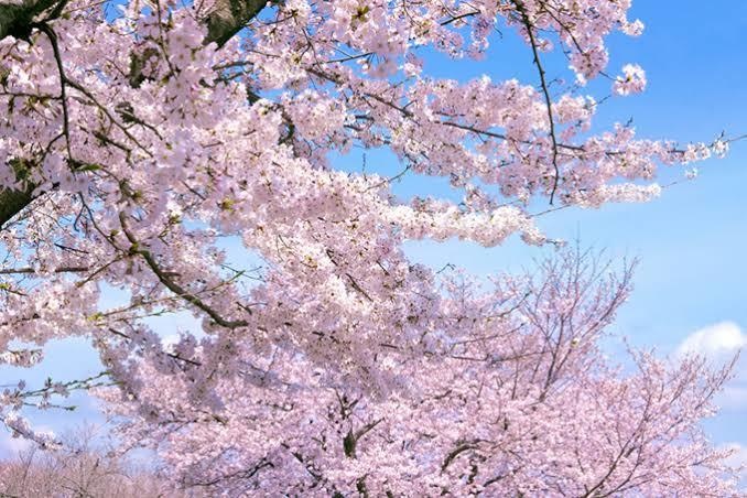 セクシー桜柄花魁セット