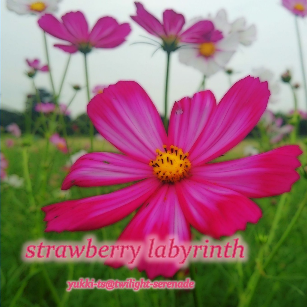 strawberry labyrinth
