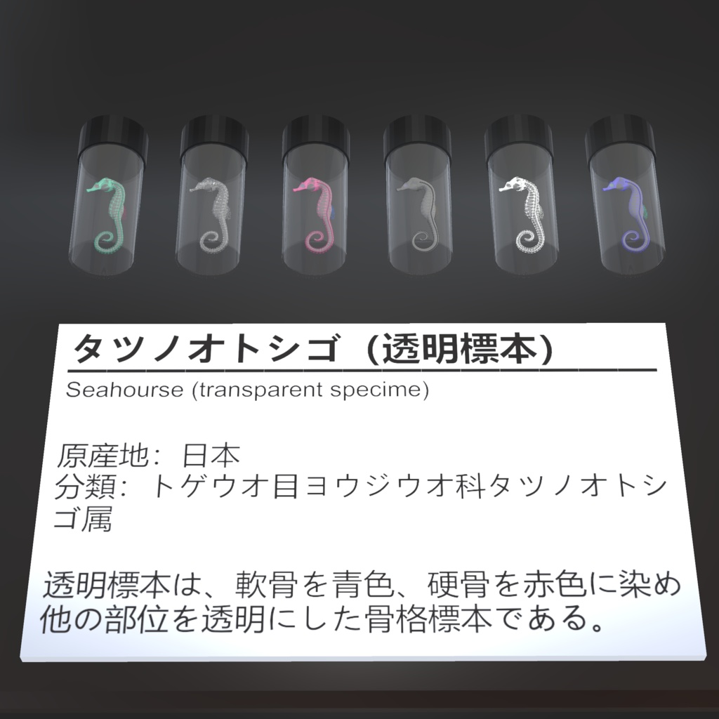 【3Dモデル_透明標本】タツノオトシゴ