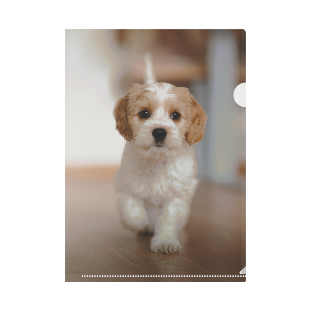 クリアファイル 子犬