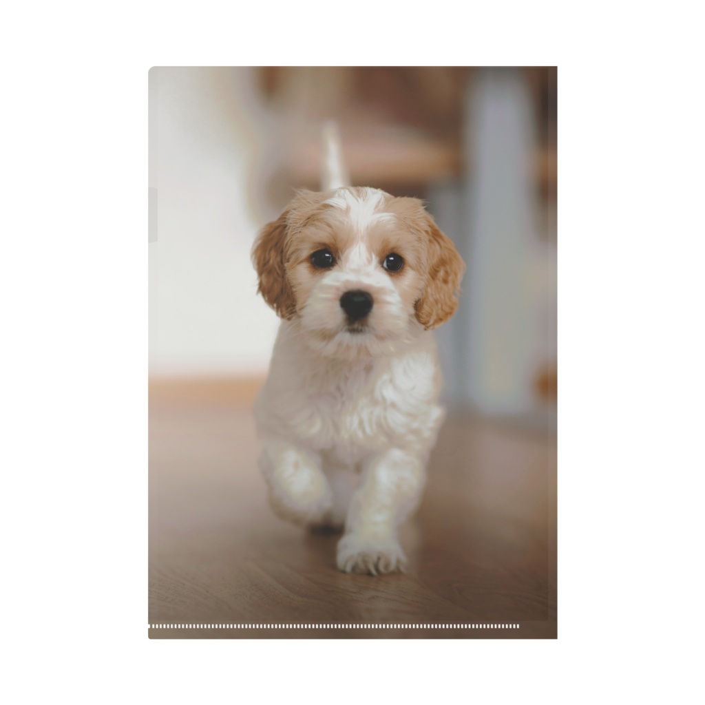 クリアファイル 子犬