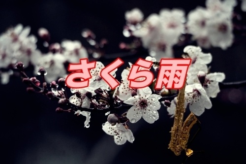 さくら雨