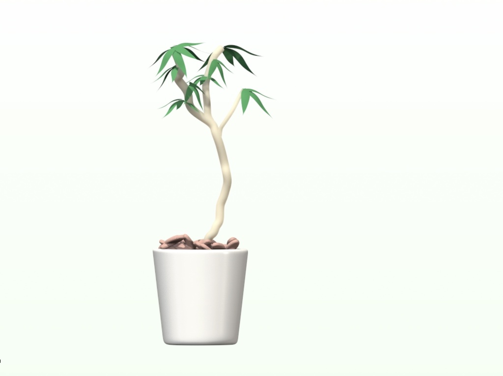 Schefflera angustifolia