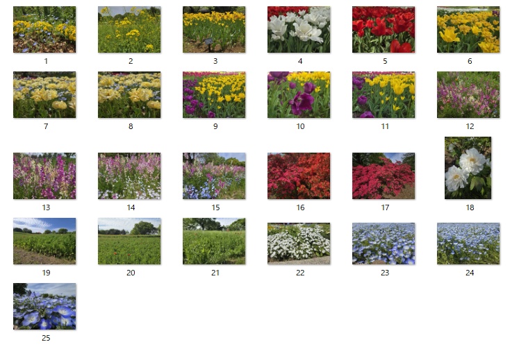 【無料】ココフォリア背景素材　花