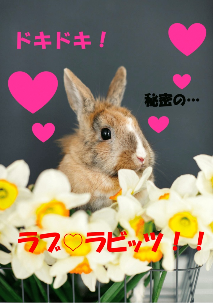 ドキドキ！秘密のラブラビッツ！！