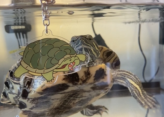 アクリルキーホルダー(アカミミガメ,ミドリガメ)