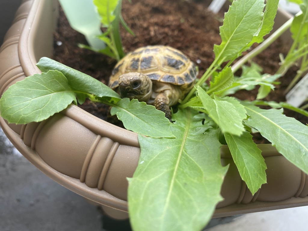 アクリルキーホルダー(ロシアリクガメ、ヨツユビリクガメ、ホルスフィールドリクガメ)