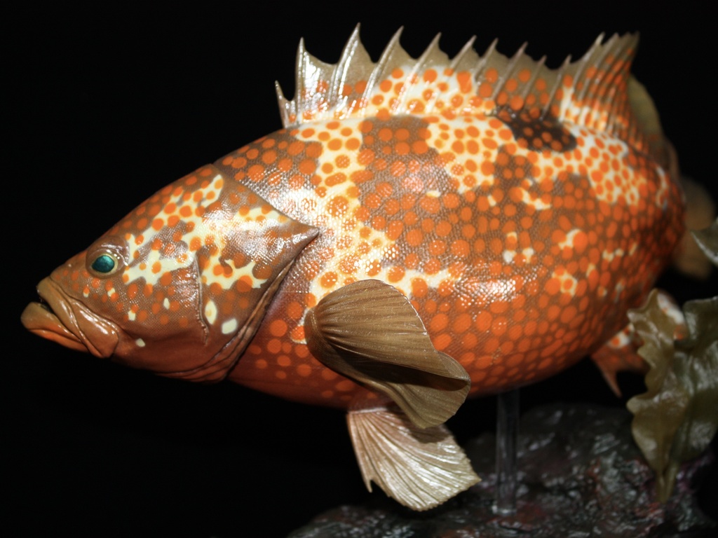 キジハタ フィギュア 魚寸30cm 【第10回日本彫刻コンクール入選作品】