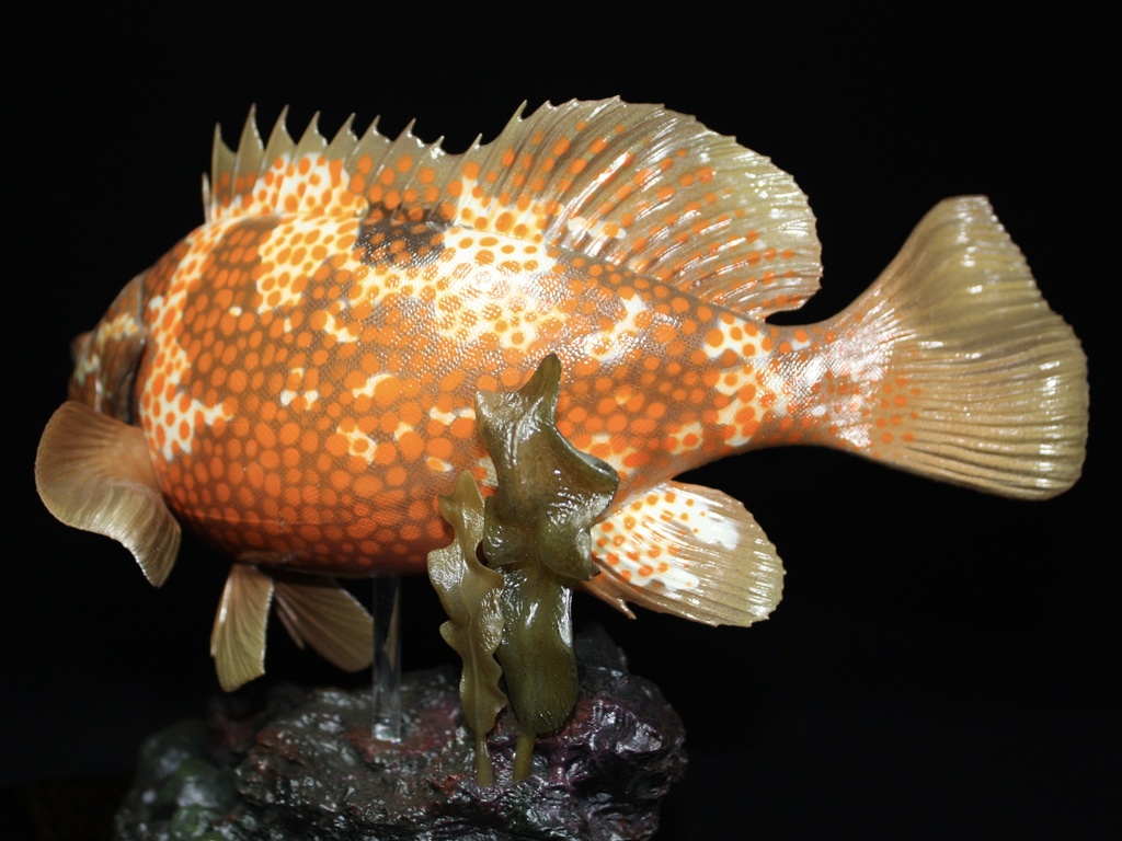 キジハタ フィギュア 魚寸30cm 【第10回日本彫刻コンクール入選作品】