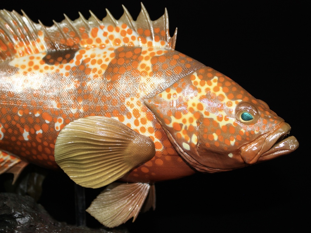 キジハタ フィギュア 魚寸30cm 【第10回日本彫刻コンクール入選作品】