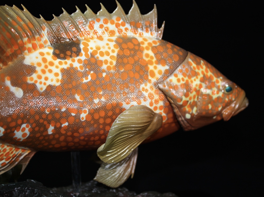 キジハタ フィギュア 魚寸30cm 【第10回日本彫刻コンクール入選作品】