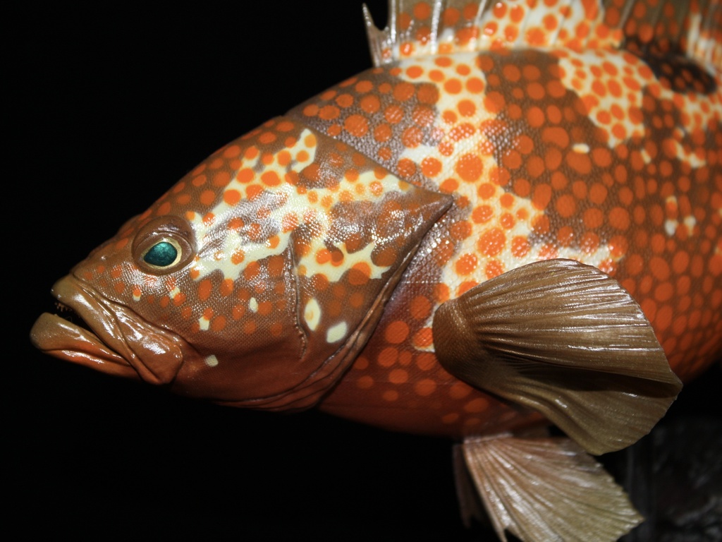 キジハタ フィギュア 魚寸30cm 【第10回日本彫刻コンクール入選作品】