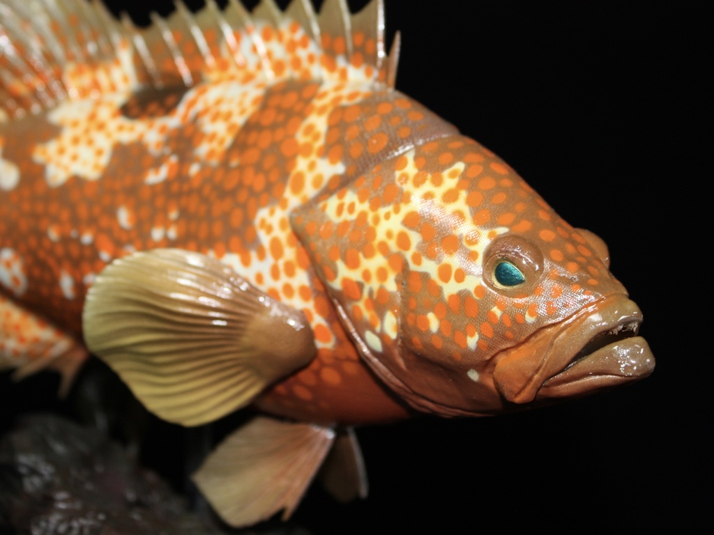 キジハタ フィギュア 魚寸30cm 【第10回日本彫刻コンクール入選作品】