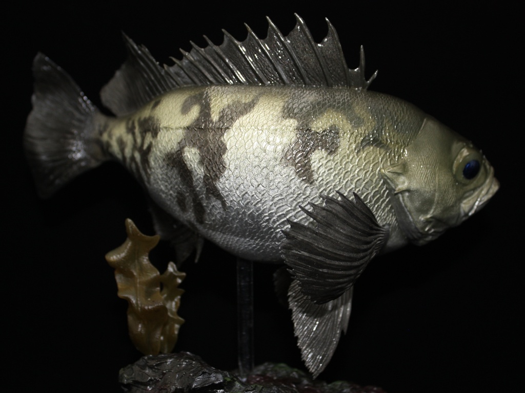 メバル(白) フィギュア(大) 魚寸25cm 【県立美術館美術展 奨励賞受賞】