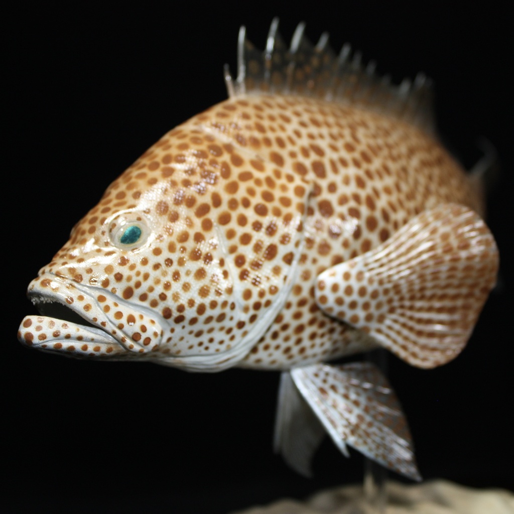 オオモンハタ　フィギュア　魚寸30cm 【第10回日本彫刻コンクール入選作品】