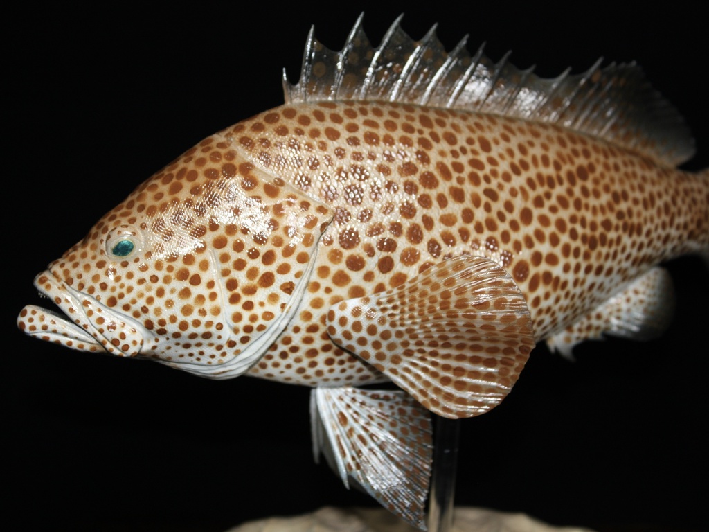 オオモンハタ フィギュア 魚寸30cm 【第10回日本彫刻コンクール入選作品】