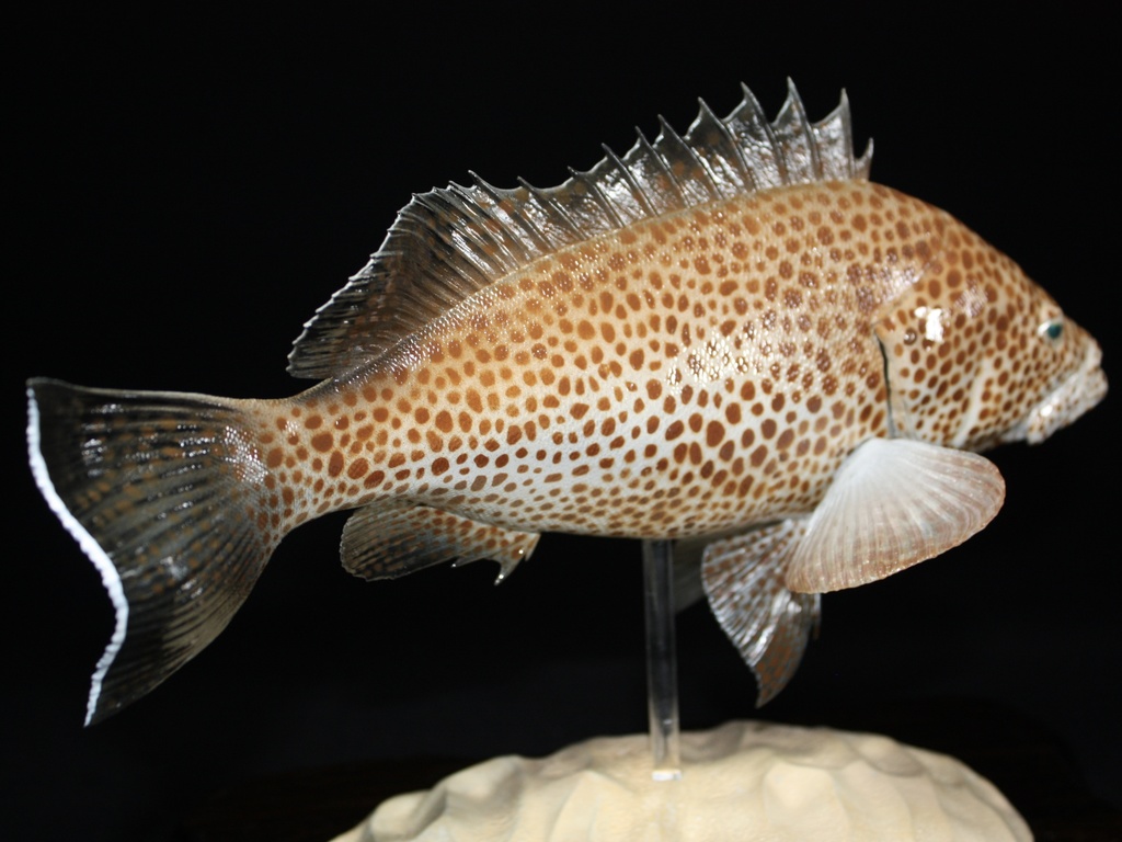 オオモンハタ フィギュア 魚寸30cm 【第10回日本彫刻コンクール入選作品】