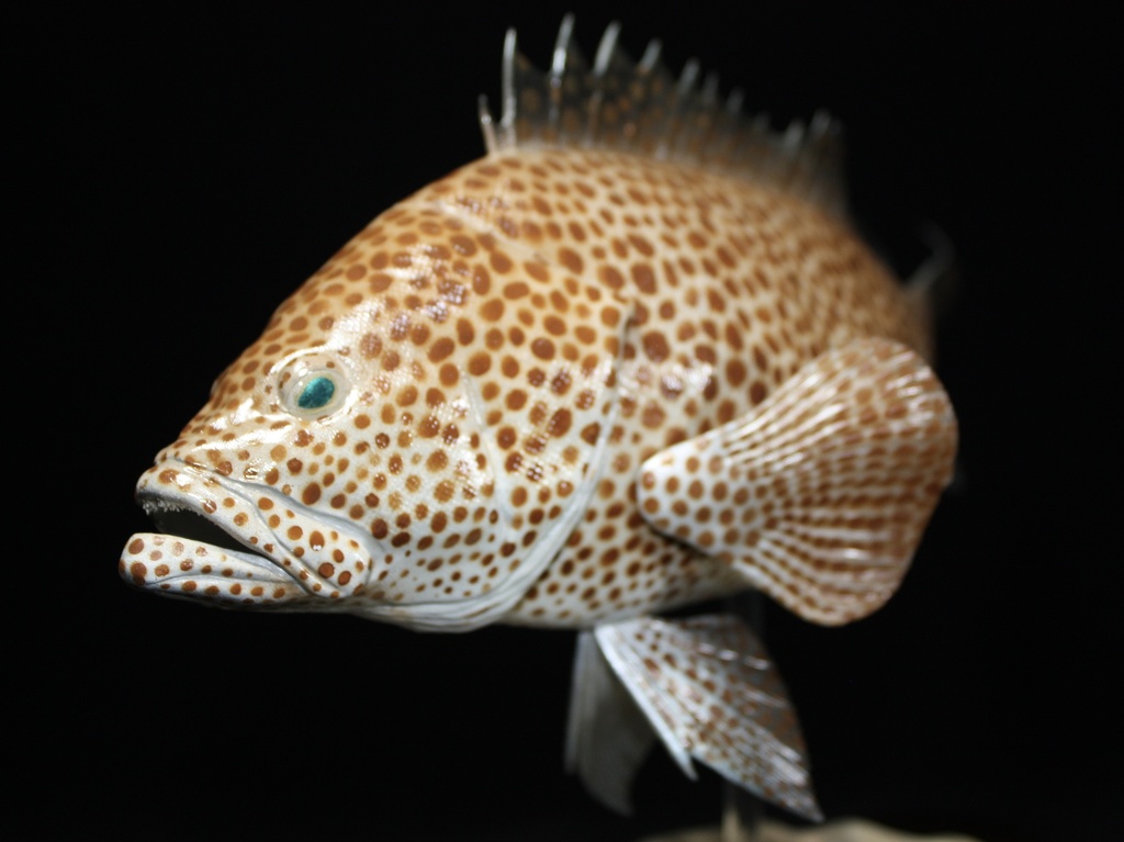 オオモンハタ フィギュア 魚寸30cm 【第10回日本彫刻コンクール入選作品】